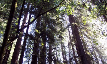 Muir Woods to California’s Coastal Redwoods tour